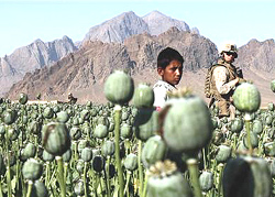 OITTP-AFGHANISTAN-DRUGS