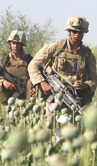 Marines in Poppies