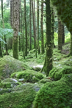foresta 2