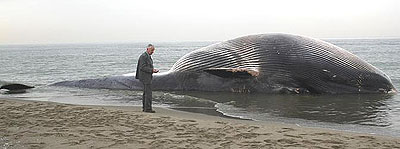 balena 1