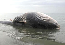 balena 2