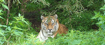 tigre siberiana a Primorski Krai