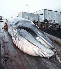 Minke whale, balenottera minore