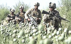 Afghanistan oppio e Marines