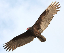 avvoltoio collorosso in volo