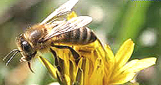 Un'ape su un fiore