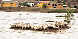 Un gregge imprigionato dall'acqua