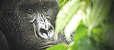 Gorilla di Montagna