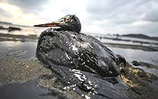 Il cormorano invischiato nel petrolio