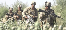 Militari Usa tra i papaveri da oppio in Afghanistan