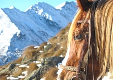 Cavallo montagna