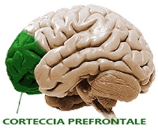 Corteccia prefrontale