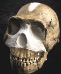 Il cranio del Naledi