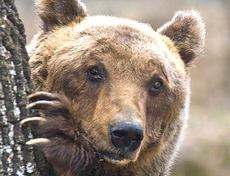 L'orso bruno marsicano, simbolo del Parco Nazionale d'Abruzzo