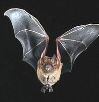 Pipistrello