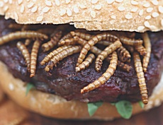 Hamburger di insetti
