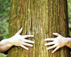 Abbracciare un albero