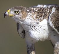 Aquila del Bonelli, fotografata da Beat Rueegger