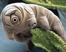 Tardigrado