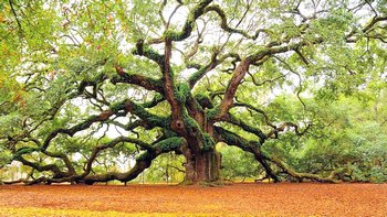 L'immensa quercia di Charleston, in South Carolina