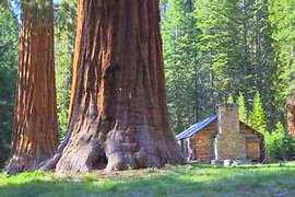 Sequoie