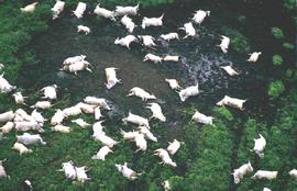 Moria di bestiame sulle rive del Nyos