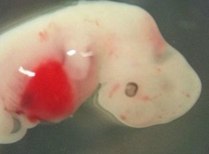 L'embrione uomo-pecora creato in laboratorio negli Usa
