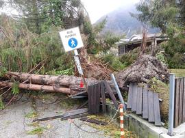 Alberi stroncati dall'uragano