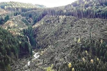 Dolomiti, addio alle foreste di Stradivari