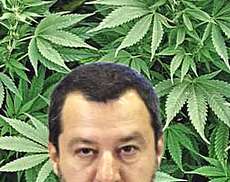 Salvini cannabis