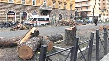 Lo scempio degli alberi