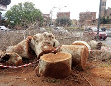 Strage di alberi a Cerveteri