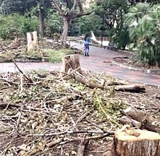 Alberi abbattuti a Catania