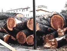 Strage di alberi a Poggibonsi