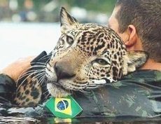 Un ranger brasiliano soccorre un giaguaro