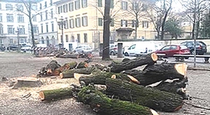 La strage degli alberi nelle città italiane