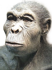 Homo Habilis