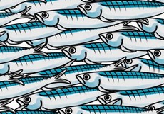 Sardine