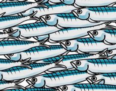 Sardine