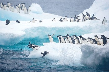 Pinguini su iceberg