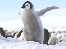 Pulcino di pinguino