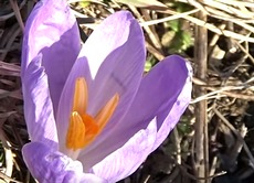 Crocus