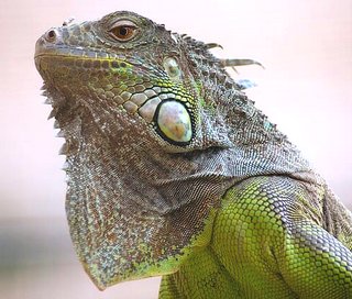 Iguana 2