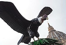 Il condor del presepe vaticano 2021