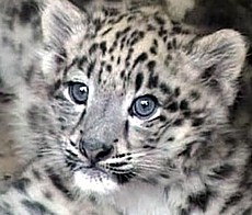 Leopardo delle nevi